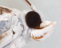 Attēlu rezultāti vaicājumam “Nymphula nitidulata”