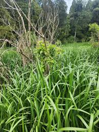 Attēlu rezultāti vaicājumam “Glyceria maxima”