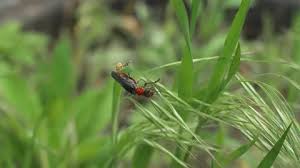 Attēlu rezultāti vaicājumam “Cantharis rustica”