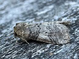 Attēlu rezultāti vaicājumam “Tethea or”