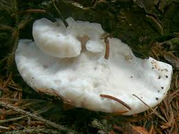 Attēlu rezultāti vaicājumam “Postia stiptica”