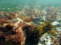 Attēlu rezultāti vaicājumam “Furcellaria lumbricalis”