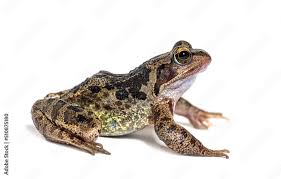 Attēlu rezultāti vaicājumam “Rana temporaria”