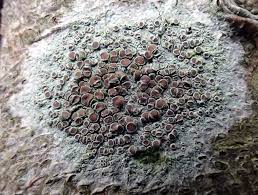 Attēlu rezultāti vaicājumam “Lecanora chlarotera”