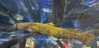 Image result for Pylodictis olivaris