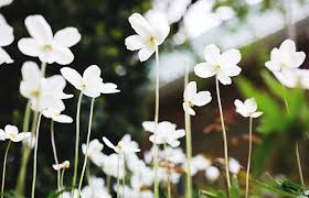 Attēlu rezultāti vaicājumam “Anemone sylvestris flower”