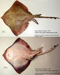 Image result for Raja clavata