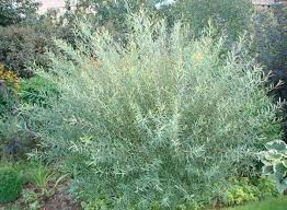 Attēlu rezultāti vaicājumam “Salix purpurea leaf”