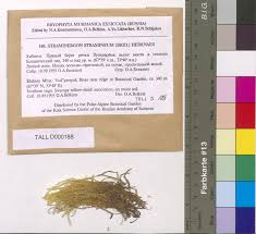 Attēlu rezultāti vaicājumam “Straminergon stramineum”