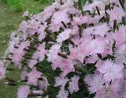 Image result for Dianthus gratianopolitanus
