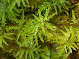 Attēlu rezultāti vaicājumam “Hylocomium splendens sporophyte”