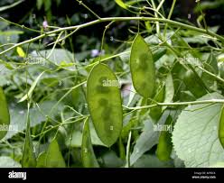 Attēlu rezultāti vaicājumam “Lunaria rediviva fruit”