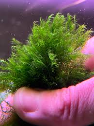 Attēlu rezultāti vaicājumam “Fissidens”