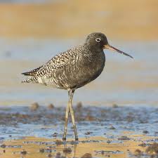 Image result for Tringa erythropus