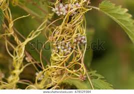 Attēlu rezultāti vaicājumam “Cuscuta europaea flower”