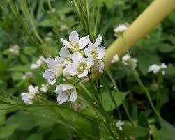 Attēlu rezultāti vaicājumam “Armoracia rusticana”