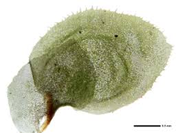 Attēlu rezultāti vaicājumam “Scapania nemorea”