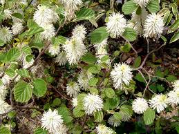 Attēlu rezultāti vaicājumam “Fothergilla major”