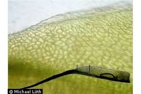 Attēlu rezultāti vaicājumam “Distichium capillaceum”