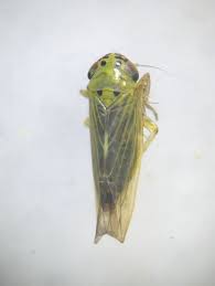 Attēlu rezultāti vaicājumam “Macrosteles sp.”