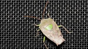 Attēlu rezultāti vaicājumam “Pentatomidae”