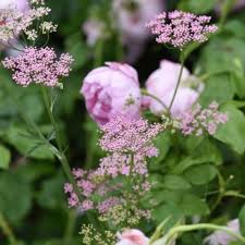 Attēlu rezultāti vaicājumam “Pimpinella major flower”