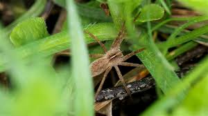 Attēlu rezultāti vaicājumam “Pisaura mirabilis female”