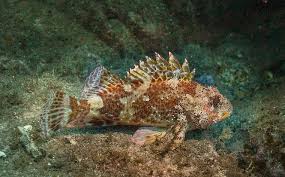 Image result for Scorpaena porcus