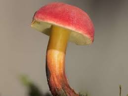 Attēlu rezultāti vaicājumam “Xerocomus rubellus”