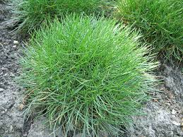 Attēlu rezultāti vaicājumam “Armeria vulgaris leaf”