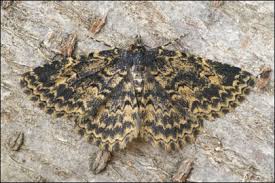 Attēlu rezultāti vaicājumam “Parascotia fuliginaria”