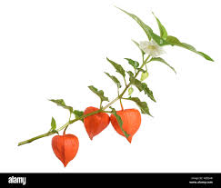 Attēlu rezultāti vaicājumam “Physalis alkekengi”