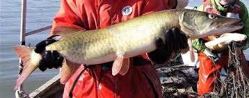 Image result for Esox masquinongy