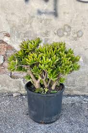 Image result for Crassula hobbit