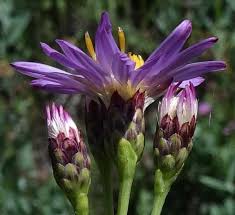 Attēlu rezultāti vaicājumam “Koeleria glauca flower”