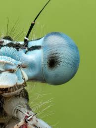 Attēlu rezultāti vaicājumam “Platycnemis pennipes male”