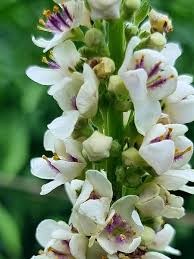 Image result for Königskerzen