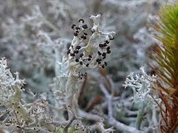 Attēlu rezultāti vaicājumam “Cladonia rangiferina”
