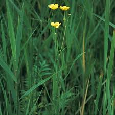 Attēlu rezultāti vaicājumam “Ranunculus lingua leaf”