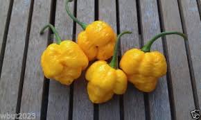Afbeeldingsresultaat voor yellow mushroom hot pepper