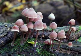 Attēlu rezultāti vaicājumam “Mycena haematopus”