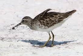Image result for Calidris subminuta