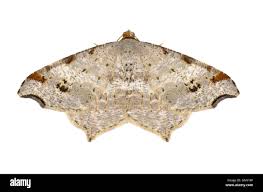 Attēlu rezultāti vaicājumam “Macaria alternata”