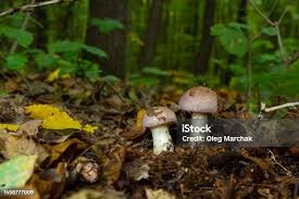 Attēlu rezultāti vaicājumam “Cortinarius traganus”