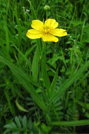 Attēlu rezultāti vaicājumam “Ranunculus lingua leaf”