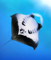 Image result for Mobula birostris