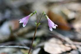 Attēlu rezultāti vaicājumam “Linnaea borealis flower”