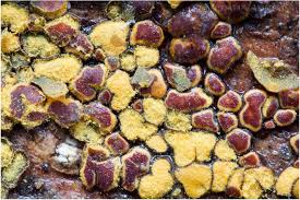 Attēlu rezultāti vaicājumam “Perichaena depressa”