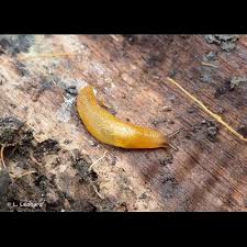 Attēlu rezultāti vaicājumam “Malacolimax tenellus”