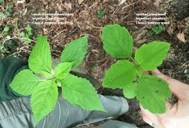 Attēlu rezultāti vaicājumam “Impatiens parviflora leaf”